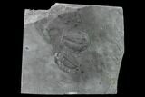 Pair Of Large Elrathia Trilobite Fossils - Utah #139542-1